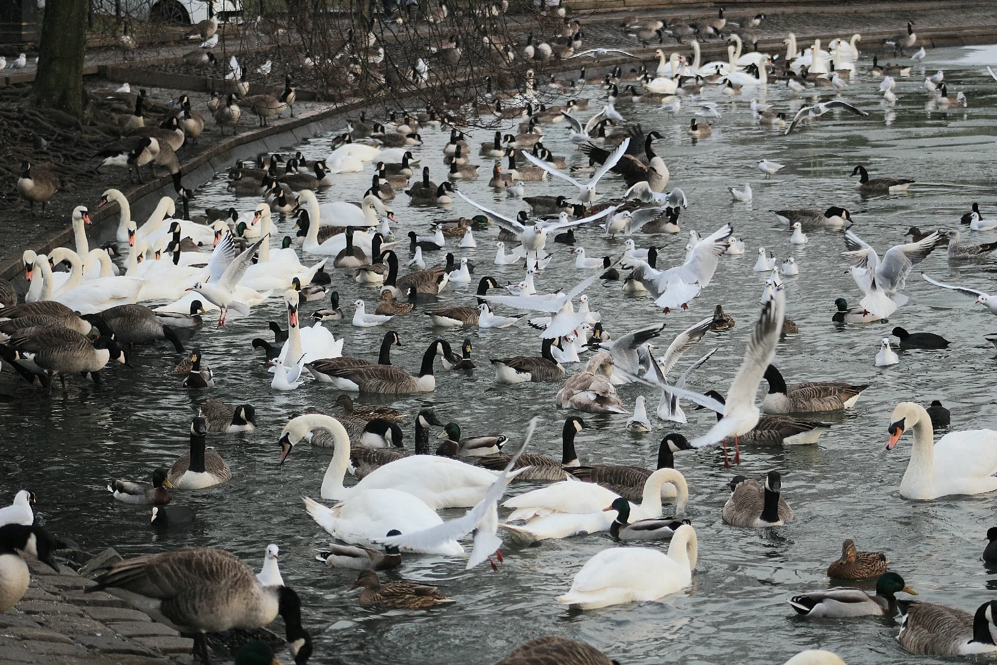Canada Goose