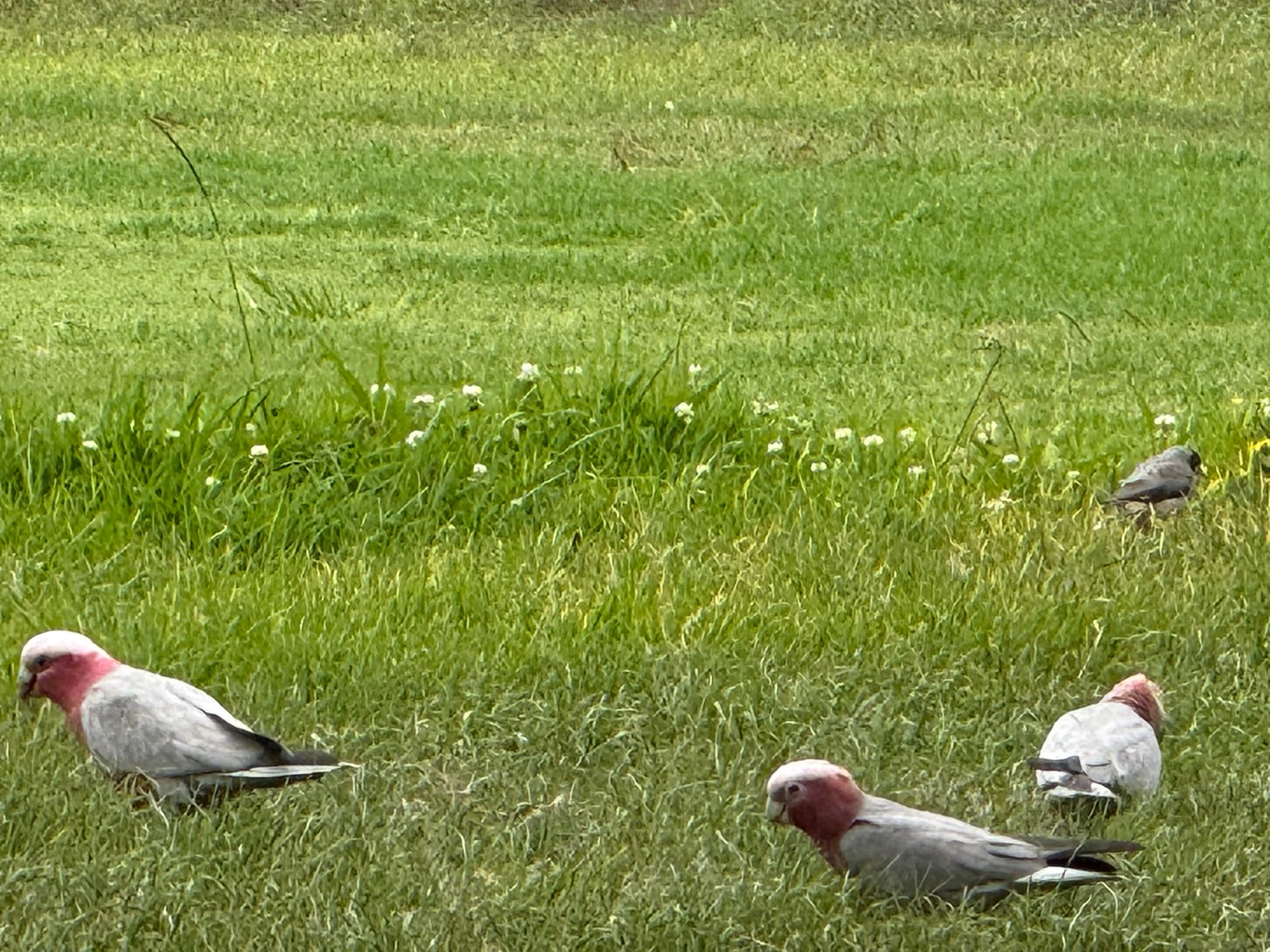 Galah