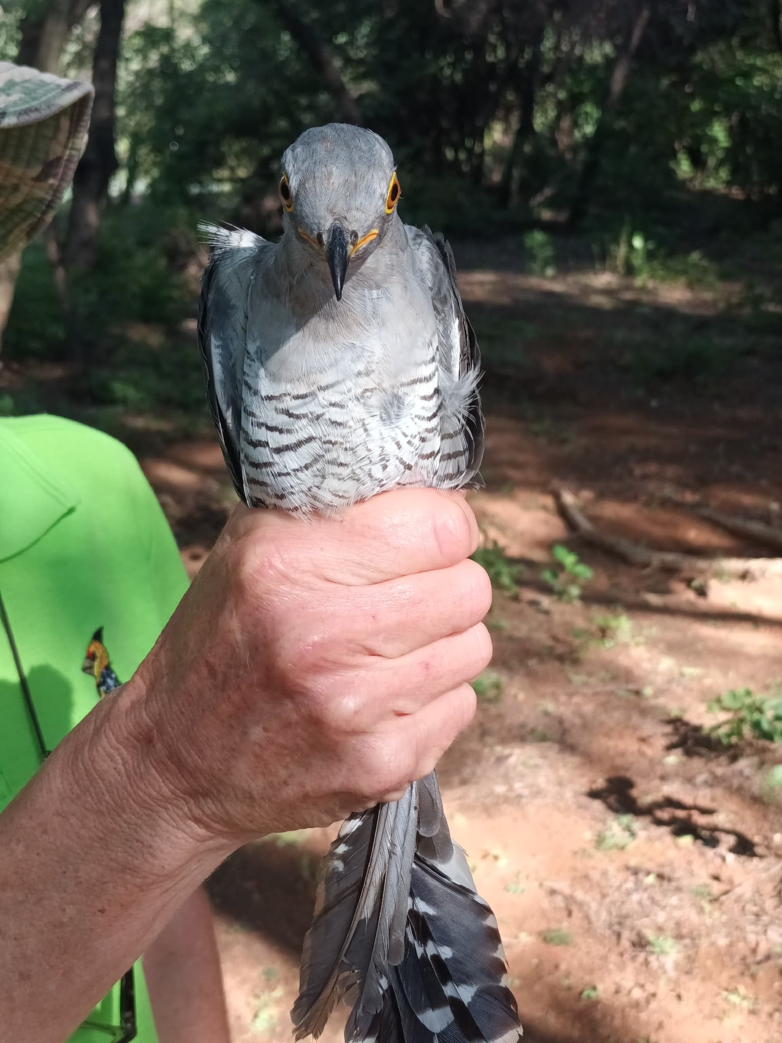 Common Cuckoo