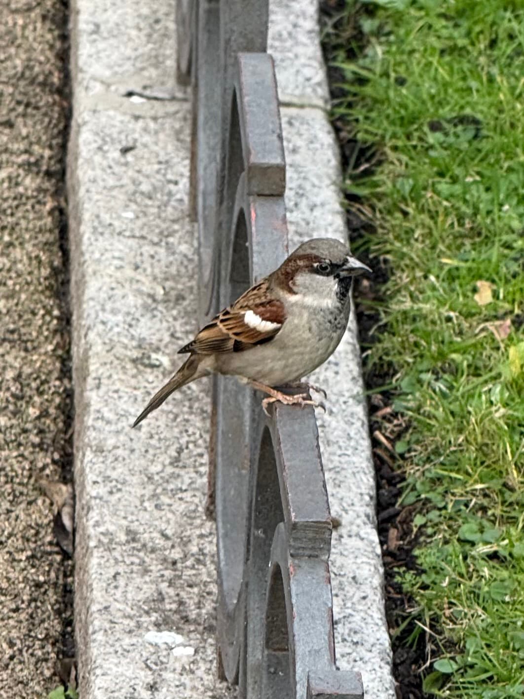 House Sparrow