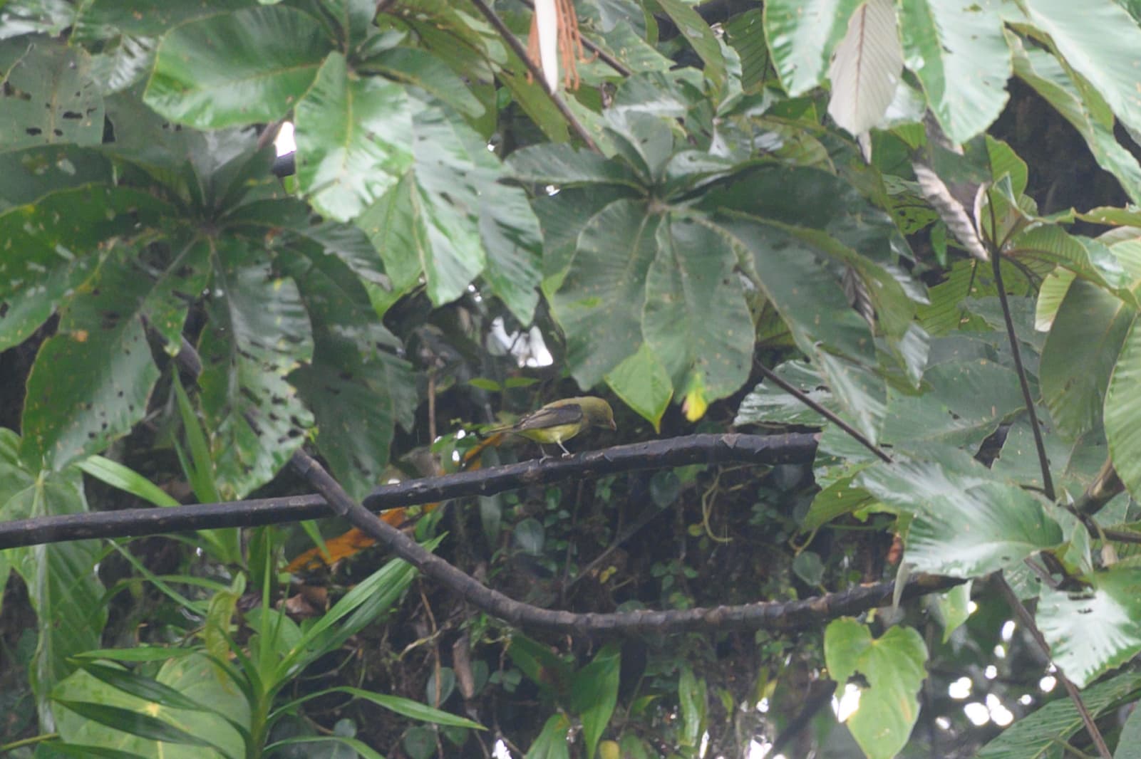 Scarlet Tanager