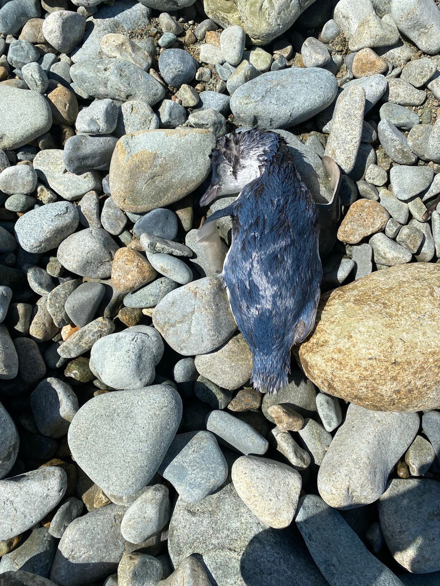 Little Penguin