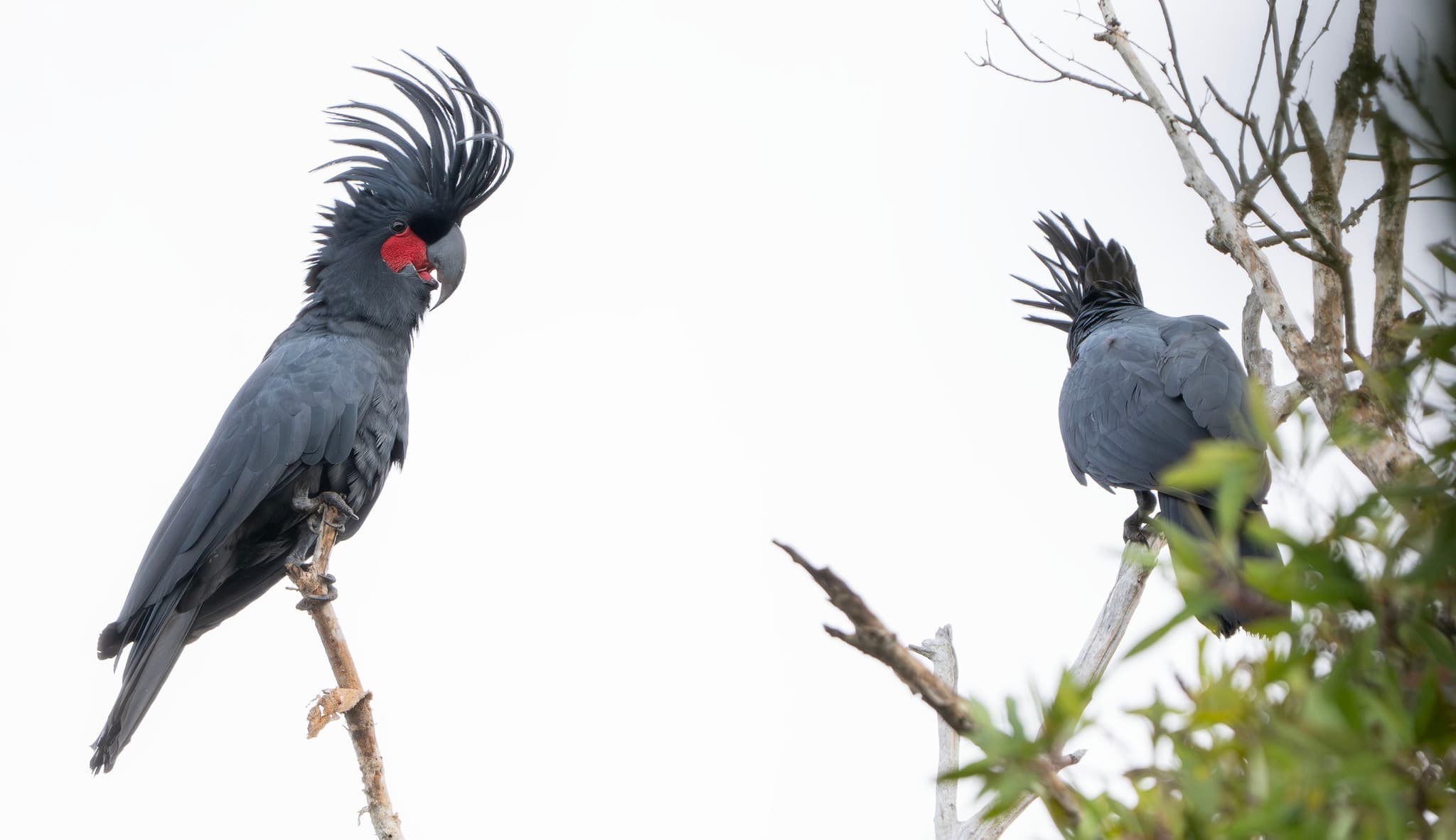 Palm Cockatoo
