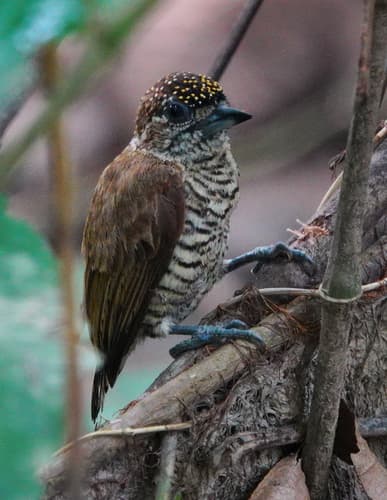 Orinoco Piculet