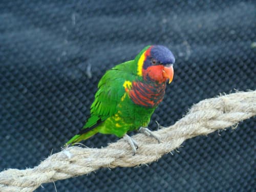 Ornate Lorikeet