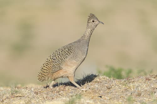 Ornate Tinamou