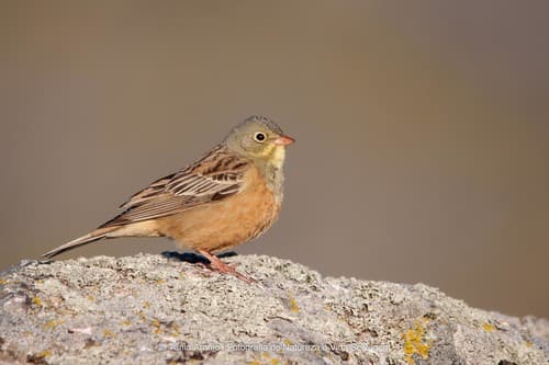 Ortolan Bunting