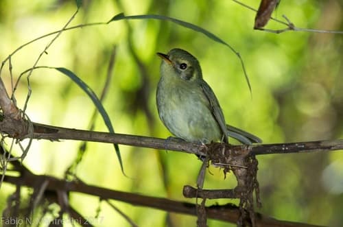 Oustalet's Tyrannulet