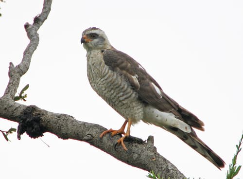Ovambo Sparrowhawk