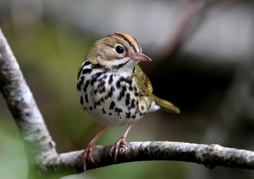 Ovenbird
