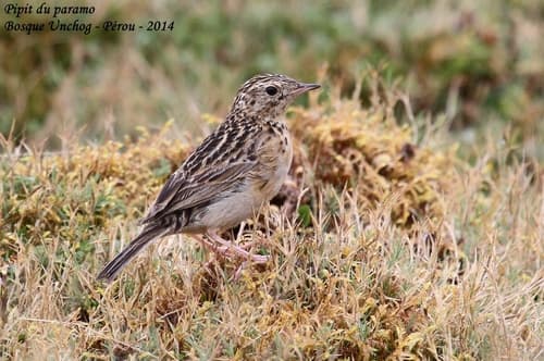 Páramo Pipit