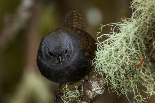 Páramo Tapaculo