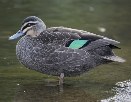 Pacific Black Duck