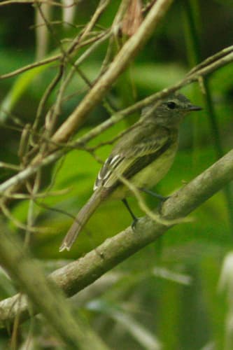Pacific Elaenia