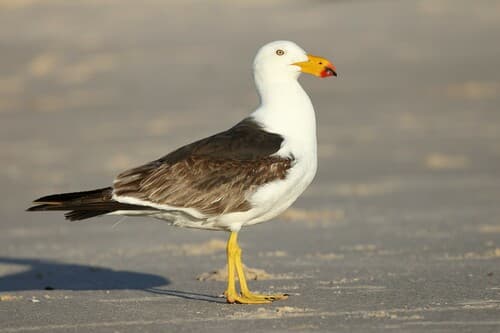 Pacific Gull