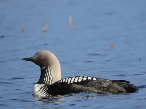 Pacific Loon