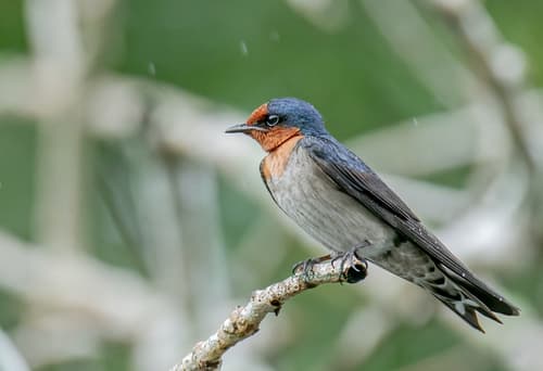 Pacific Swallow