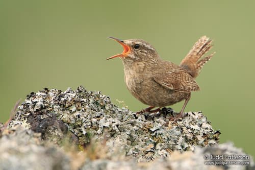 Pacific Wren