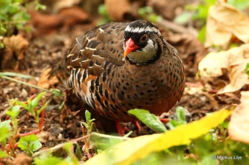 Painted Bush-Quail