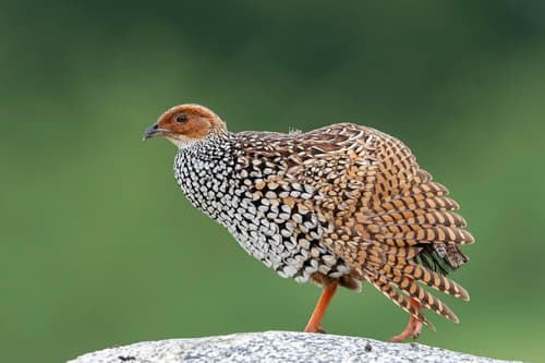 Painted Francolin
