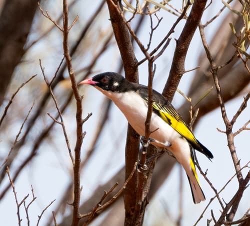 Painted Honeyeater