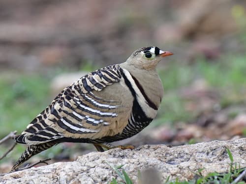 Painted Sandgrouse