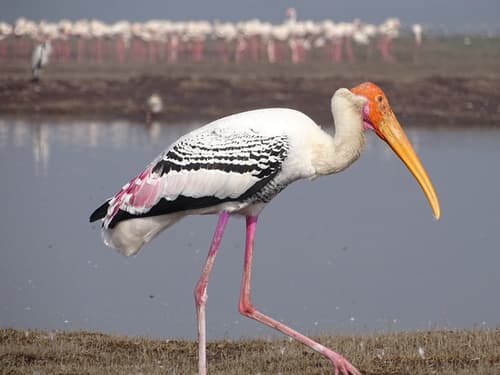Painted Stork
