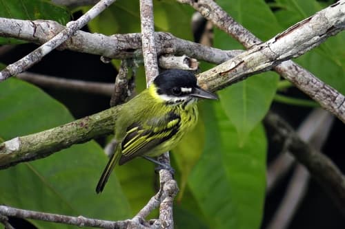 Painted Tody-Flycatcher