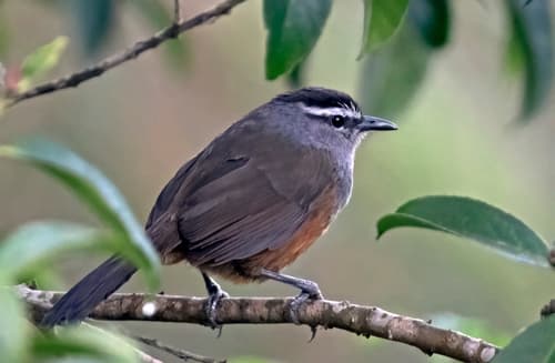 Palani Laughingthrush