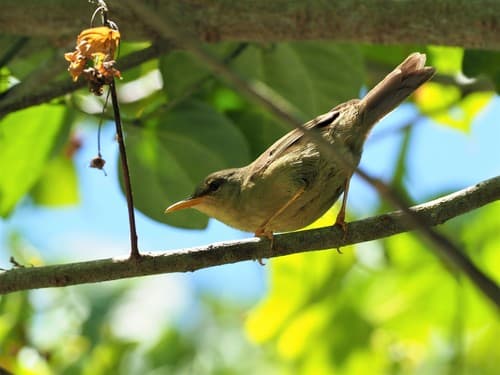 Palau Bush Warbler