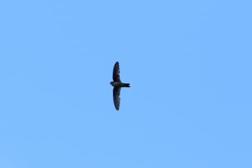 Palau Swiftlet