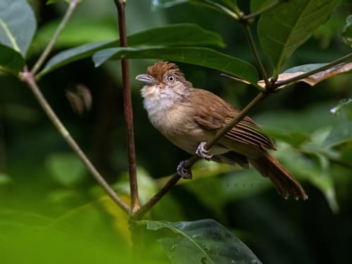 Palawan Babbler