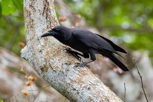 Palawan Crow