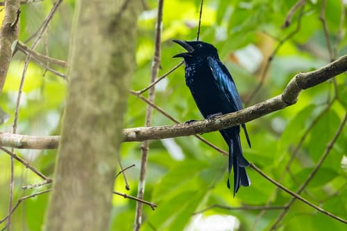 Palawan Drongo