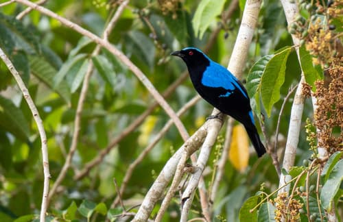 Palawan Fairy-bluebird