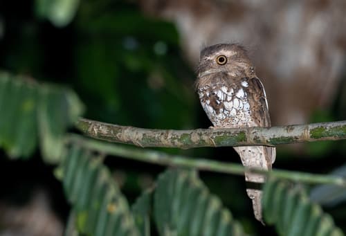Palawan Frogmouth