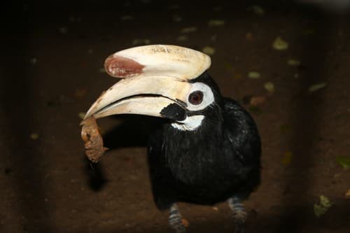 Palawan Hornbill