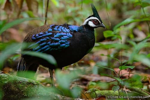 Palawan Peacock-Pheasant