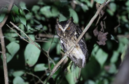 Palawan Scops-Owl