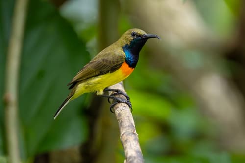 Palawan Sunbird