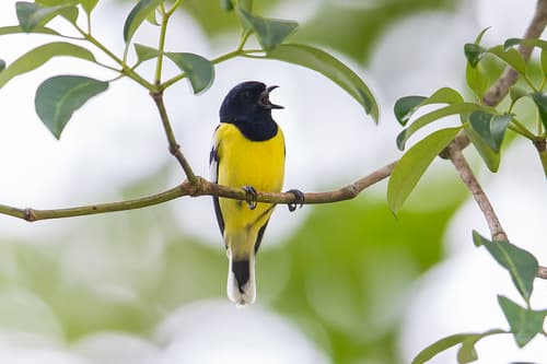 Palawan Tit
