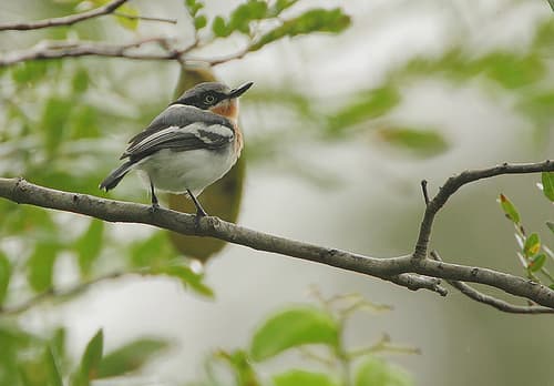 Pale Batis