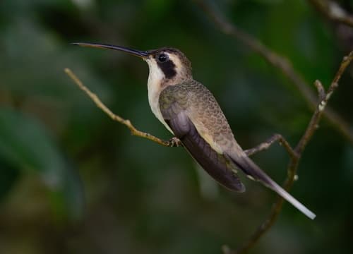 Pale-bellied Hermit