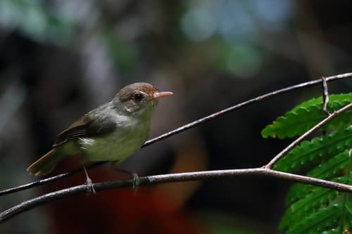 Pale-billed Scrubwren