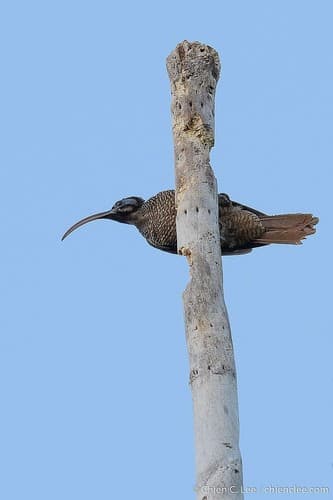 Pale-billed Sicklebill