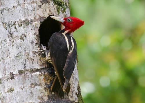 Pale-billed Woodpecker