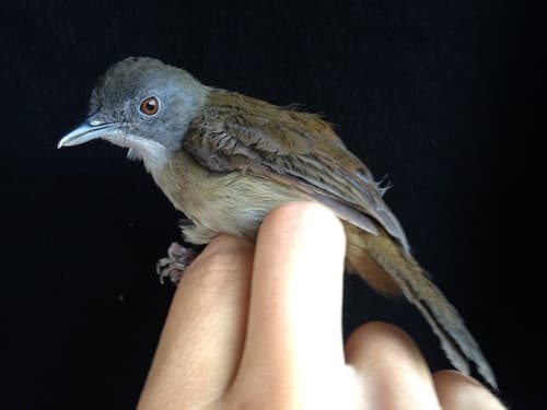 Pale-breasted Illadopsis