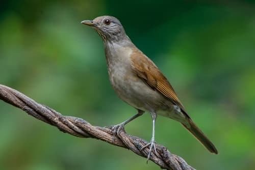 Pale-breasted Thrush