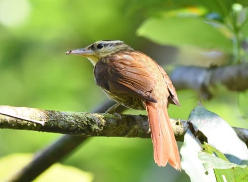 Pale-browed Treehunter