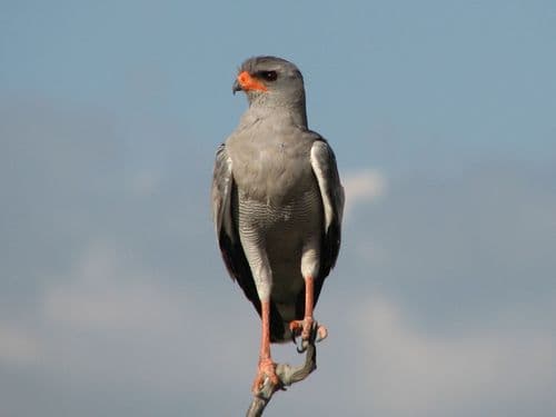Pale Chanting-Goshawk